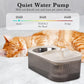 Pet Water fountain 2-in-1 stainless steel feeder and water dispenser